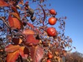 Rosehips with blue sky in the background Royalty Free Stock Photo