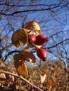 Rosehips with blue sky in the background Royalty Free Stock Photo