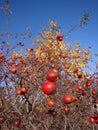 Rosehips with blue sky in the background Royalty Free Stock Photo