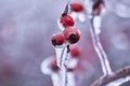 rosehips on a branch covered with ice