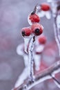Rosehips on a branch covered with ice