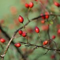 Rosehips on a branch, isolated, blurred background