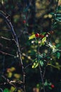Rosehips on the branch in the nature