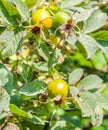 Rosehips Royalty Free Stock Photo