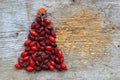 Rosehips Christmas Tree Royalty Free Stock Photo