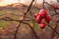 Rosehips on fire