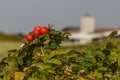 Rosehips in the late afternnon autumn sun Royalty Free Stock Photo