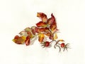 Rosehips watercolor painting