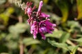 Roseleaf sage Salvia involucrata