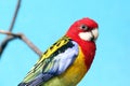 Rosella