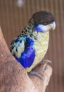 Rosella bird Royalty Free Stock Photo