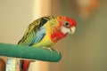 Rosella parakeet parrot