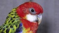 Rosella parrot bird, Australian birds in captivity, closeup view