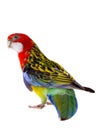 Rosella parrot isolated