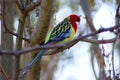 Rosella Parrot