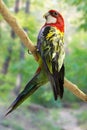 Rosella on perch