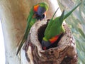 Rosellas cuddling up in Warwick