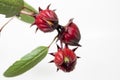 Roselle Royalty Free Stock Photo