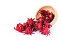 Roselle fruit or Rozelle or hibiscus sabdariffa flower Royalty Free Stock Photo
