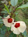 Roselle bloom in the rainy season.