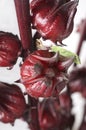 Roselle Flower