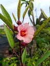 The Roselle Flower or Carcade Plant (Hibiscus Sabdariffa)