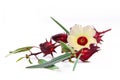 Roselle flower and fruits. Royalty Free Stock Photo