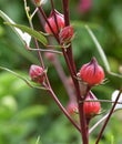 Roselle flowers,red Roselle flowers in the garden,Jamaica Sorrel