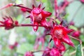 Roselle Flowers