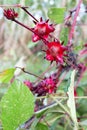 Roselle Flowers