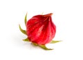 Roselle fruit isolated Royalty Free Stock Photo