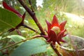 Roselle fruit / Roselle is a species of Hibiscus probably native to West Africa