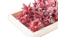 Roselle fruit in wood box isolated Royalty Free Stock Photo