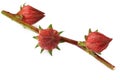 Roselle fruits on branch