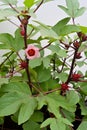 Flowering Roselle plant, Hibiscus sabdariffa, with three-lobed leaves, pale red flower and developing crimson calyces Royalty Free Stock Photo