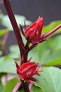 Close-up of intact crimson red calyces on a Roselle plant, Hibiscus sabdariffa, and defocused leaves Royalty Free Stock Photo