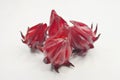 Close-up of freshly harvested calyces from a Roselle plant, Hibiscus sabdariffa, on white background Royalty Free Stock Photo