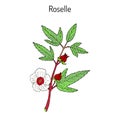 Roselle Hibiscus sabdariffa , or carcade