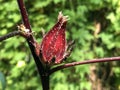 Roselle Hibiscus sabdariffa, Carcade, Karkade, Rosellahanf, Die Roselle, Sabdariff-Eibisch, Sudan-Eibisch or Afrikanische Malve Royalty Free Stock Photo