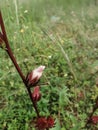 Roselle Hibiscus sabdariffa, Carcade, Karkade Rosellahanf, Die Roselle, Sabdariff-Eibisch, Sudan-Eibisch or Afrikanische Malve.