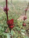 Roselle Hibiscus sabdariffa, Carcade, Karkade Rosellahanf, Die Roselle, Sabdariff-Eibisch, Sudan-Eibisch or Afrikanische Malve. Royalty Free Stock Photo