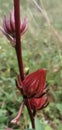 Roselle Hibiscus sabdariffa, Carcade, Karkade Rosellahanf, Die Roselle, Sabdariff-Eibisch, Sudan-Eibisch or Afrikanische Malve.