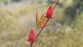 Roselle or Hibiscus sabdariffa flower buds. Royalty Free Stock Photo
