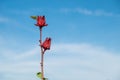 Roselle or Hibiscus sabdariffa flower Royalty Free Stock Photo