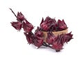 Roselle Hibiscus sabdariffa red fruit flower on white background Royalty Free Stock Photo