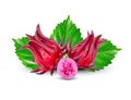 Roselle Hibiscus sabdariffa red fruit flower on white background