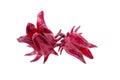 Roselle Hibiscus sabdariffa red fruit flower on white background Royalty Free Stock Photo