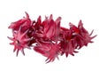 Roselle Hibiscus sabdariffa red fruit flower on white background Royalty Free Stock Photo