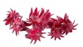 Roselle Hibiscus sabdariffa red fruit flower on white background Royalty Free Stock Photo