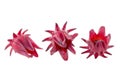 Roselle Hibiscus sabdariffa red fruit flower on white background Royalty Free Stock Photo